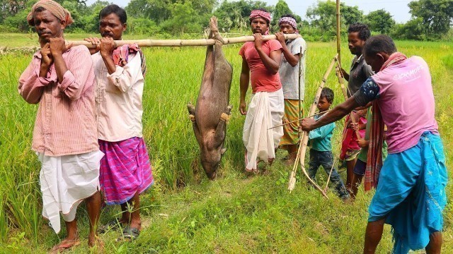 'How to Clean and Cook full 50 kg PIG in their village style | BIG PORK meat cooking by tribal people'