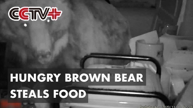 'Camera Footage Captures Hungry Brown Bear Stealing Food in Xinjiang'