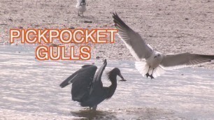 'Gulls Stealing Food: NARRATED'