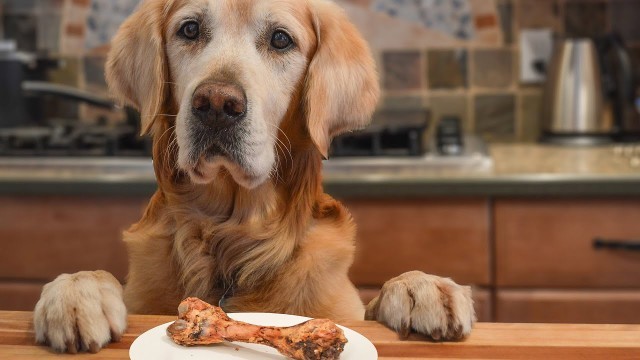 'Quick Trick For Training Dog To Stop Stealing Food'