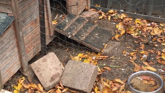 'A mouse stealing food from the chicken coop where is the cat when you need it'