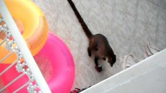 'Coati stealing food and Agouti at RIU Palace Playa Del Carmen'