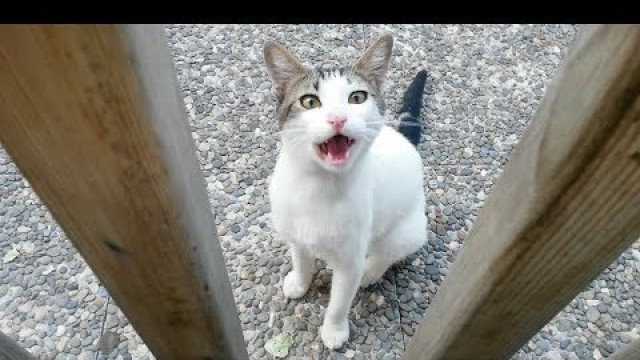 'Hungry cat meowing to women in park : \'Please give me food \''