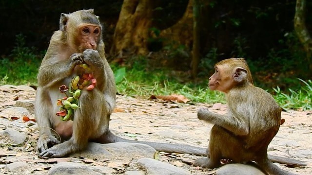 'Poor Monkey Janna! Give Me Food A little, please Sister'