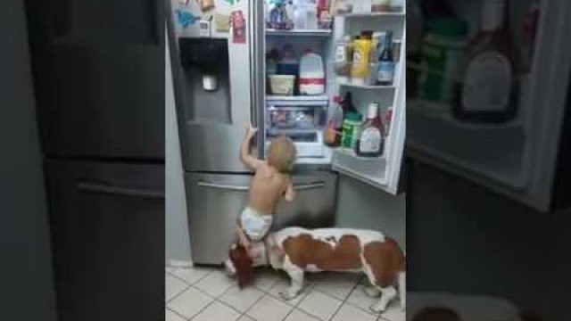 'Baby And His Dog Stealing Food From The Fridge'