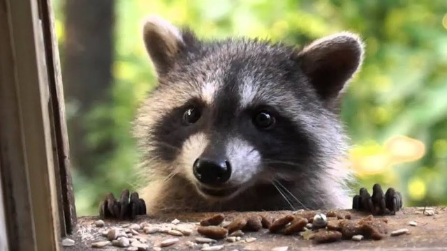 'Raccoons stealing cats\' food | Funny Pets'