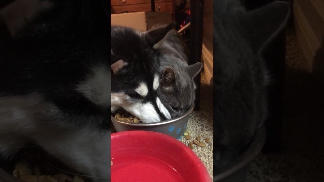 'Huskie trys to stop cat from stealing food:'