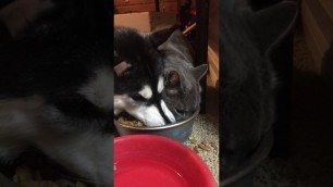 'Huskie trys to stop cat from stealing food:'