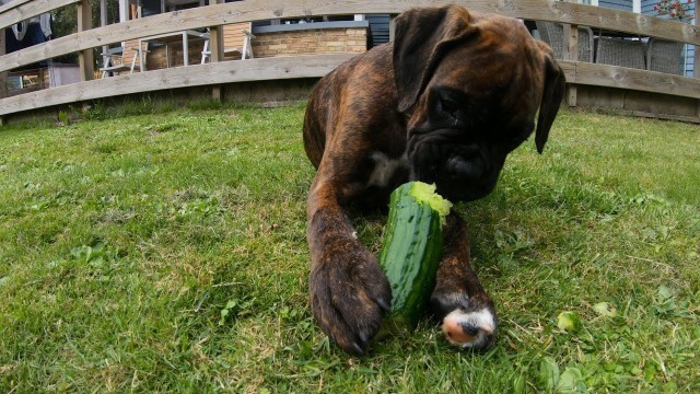 'Puppy Eat Cucumber For The Time! Adult Boxer Is Protective Of Food! Vegetarian dogs'