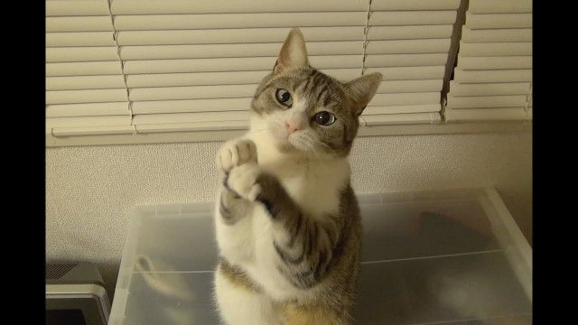 'GIVE ME FOOD！ちょうだいする猫'