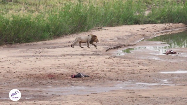 'Lion Stealing Food from Pack of Wild Dogs'