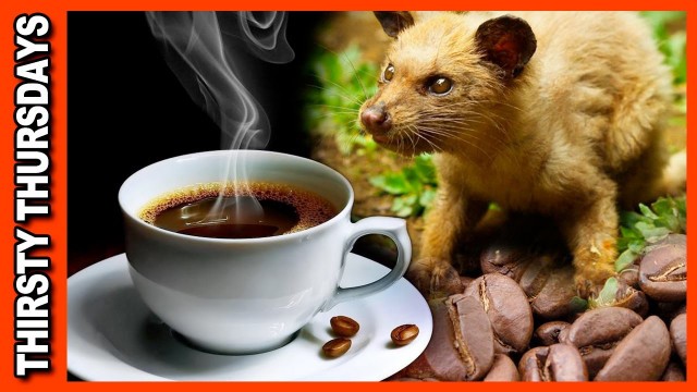 'World\'s Most Expensive Coffee • Kopi Luwak Review'