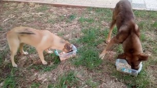 'Köpekler Aç Kalınca Kedilerden Yemek Çalıyormuş'