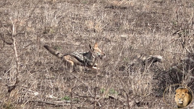 'Sly Jackal Stealing Honey badgers Hard earned Meal - A Scorpion'