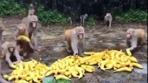 'Monkeys STEALING Food - Funny animals Stealing Everything From People 