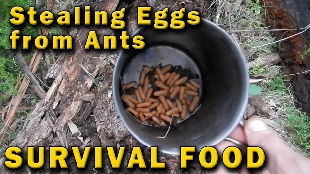 'Stealing Eggs from Poisonous Ants, Survival Food Australia'