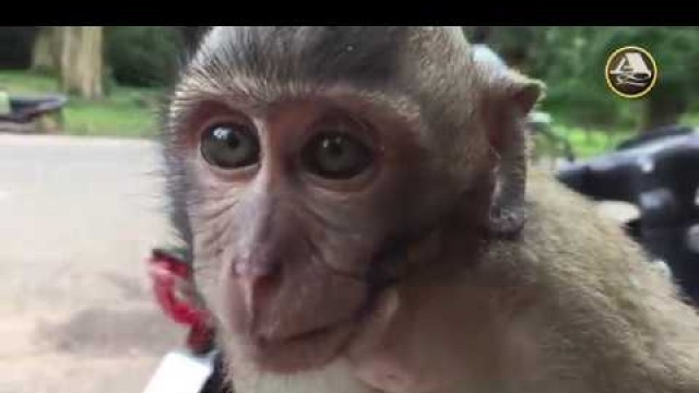 'Baby Monkeys Stealing Food From Tourists!'