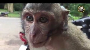 'Baby Monkeys Stealing Food From Tourists!'