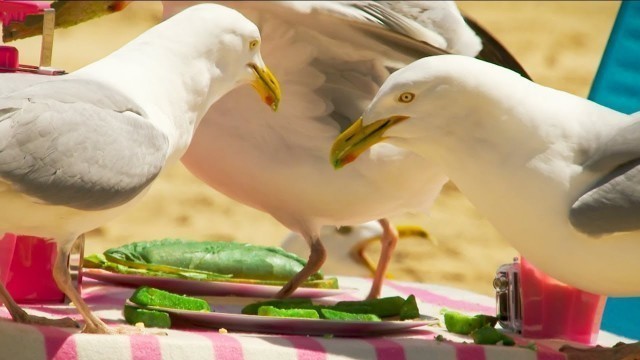 'Does the Colour of Food Prevent a Seagull from Stealing? | BBC Earth'