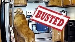 'Funny Senior  Golden Retriever Dog Sophie Caught Stealing Food On Nooie Camera!'