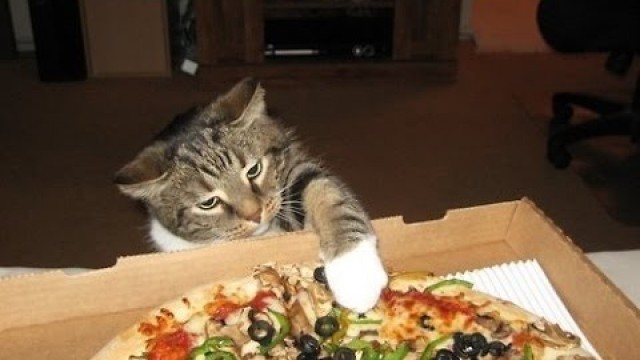 'Cats Stealing Pizza'