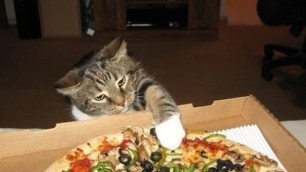 'Cats Stealing Pizza'