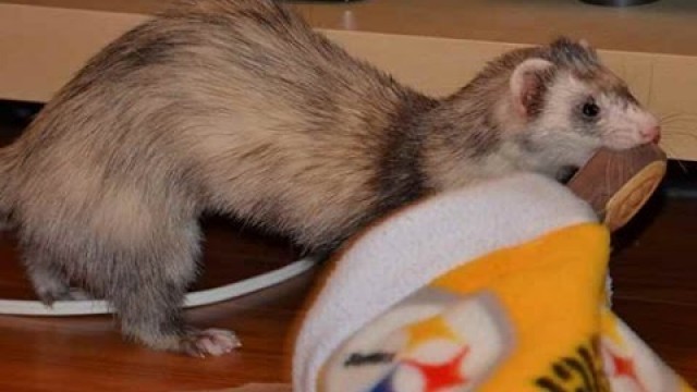 'Ferrets Stealing Stuff Videos 2014 [HD]'