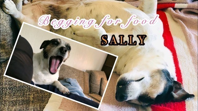 'How Does My Dog Beg For Food | Spoiled Sally'