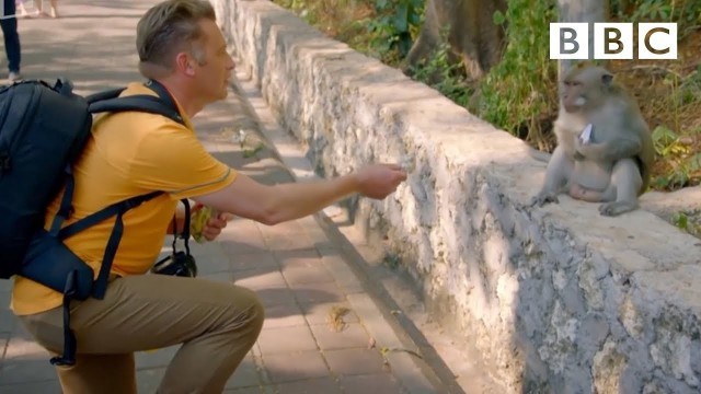 'Why are these monkeys stealing from tourists? | World\'s Sneakiest Animals - BBC'