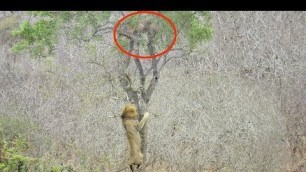 'Lion Tries Stealing Food from Leopard'