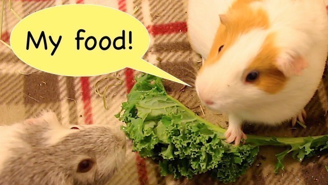 'Guinea pigs stealing food compilation'