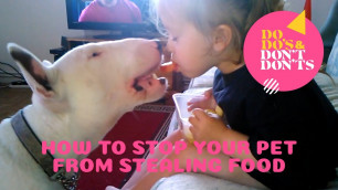 'How to Stop Your Pet From Stealing Food | Do-do\'s & Don\'t-don\'ts'