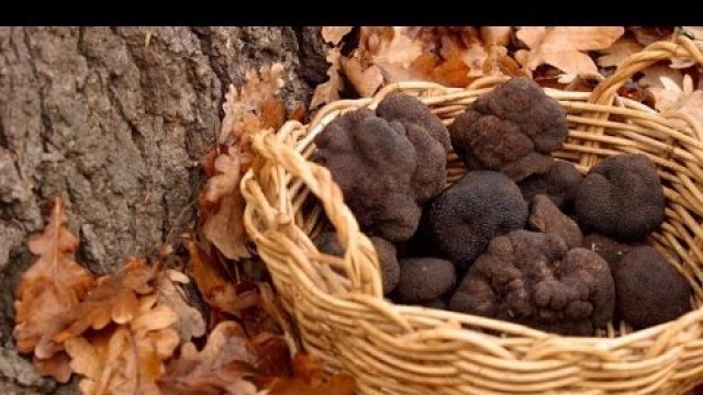 'The Most Expensive Food  In The World TRUFFLE'