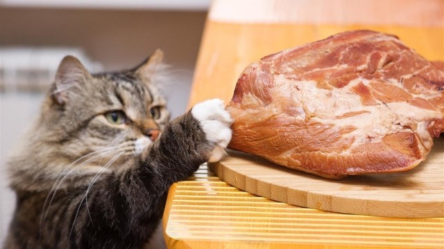 'Funny Cats Stealing Food! Try Not To Laugh!'