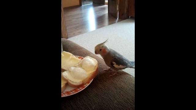 'Cockatiel Vizbulite stealing food'