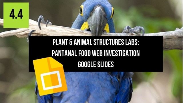 '4.4.1 Pantanal Food Web Lab Instructions | Part 2 || Google Slides'