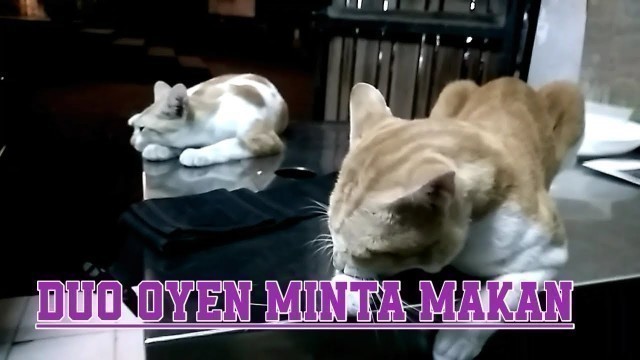 'KUCING MANJA MINTA MAKAN'