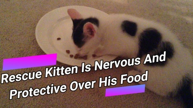 'Rescue Kitten Is Nervous and Protective over His Food'