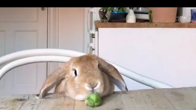 'Bunny thieves. Cute rabbits stealing food. Raining bunnies.'