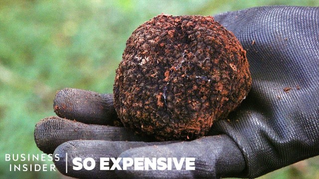 'Why Real Truffles Are So Expensive | So Expensive'