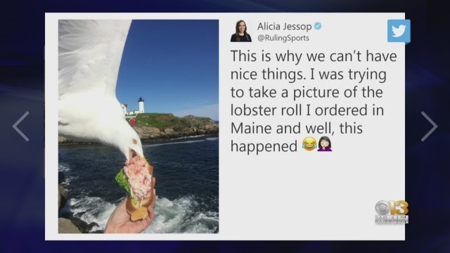 'Staring Down Seagulls Can Stop Them From Stealing Your Food, Study Says'