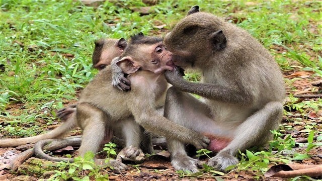 'OH Never Seen Before, Monkey Nanda is Stealing Food from baby Quinton Mouth'