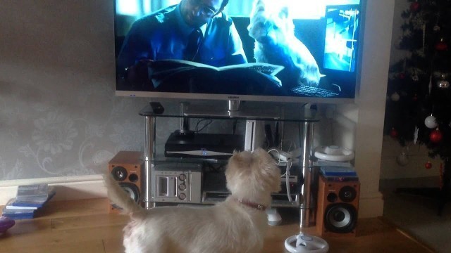 'Our dogs responding to the new Cesar advert'