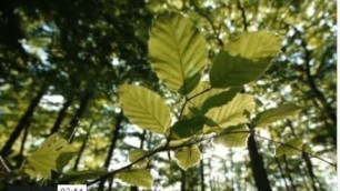 'About the Soil Food Web Foundation Courses'