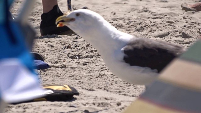 'Seagull Stealing Food'