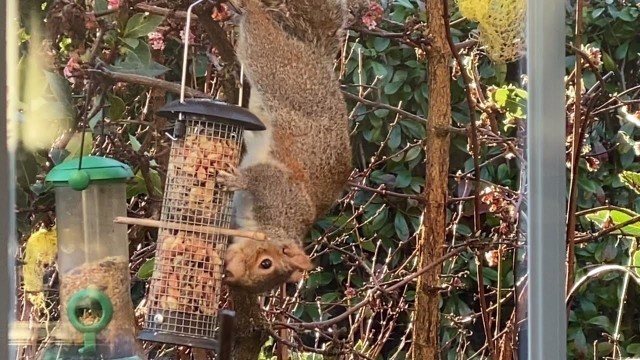 'SQUIRREL CAUGHT ON CAM STEALING BIRD FOODS | NAUGHTY SQUIRREL| SQUIRREL | HAPPYBLUEINLONDON CHANNEL'