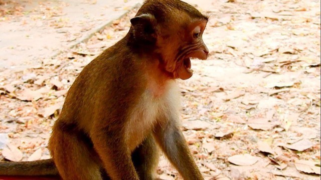 'Don\'t be late to give food to spoiled little monkey, He screaming very annoying for food'