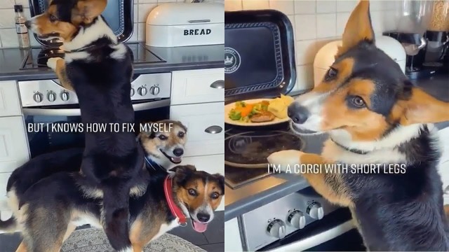 'Naughty Dog And His Buddies Caught Red Handed Stealing Food'