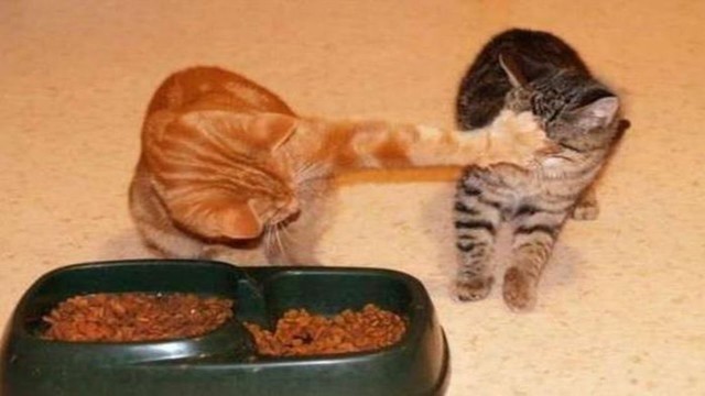 'Cats Protecting Their Food Compilation =^.^='