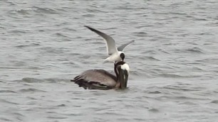 'Laughing Gulls stealing food from brown pelicans | Brown Pelican feeding frenzy in Galveston, Texas'